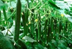 必吃大瓜今日大瓜